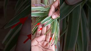 Spider Plant Brown Tips Problem