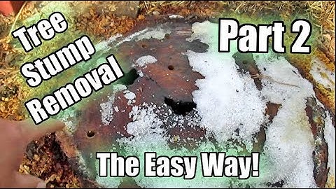 Possibly The Easiest Way To Remove A Tree Stump! Using Epsom Salt!! Part 2 | Update & Improvement!