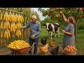🌽 Lock in Freshness for a Whole Year: The Easiest Method to Preserve Sweet Corn!