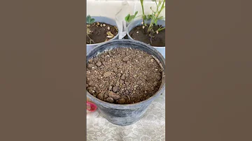 يلا نزرع البطاطس حالة خاصة طه دسوقي نديم Plant Plants Gardern Gardeningadvice بطاطس 