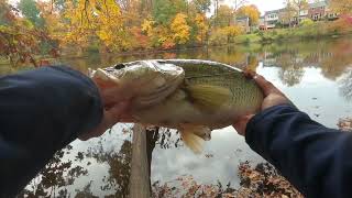 Big bass caught on Z man jack hammer. Bass fishing in Fall transition.