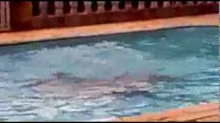 Garotos Do Fantástico Dando Show Na Piscina No Solar Dos Anjos........