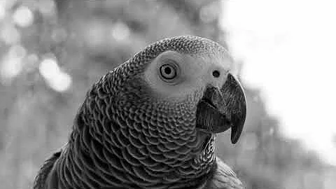 chad parrot