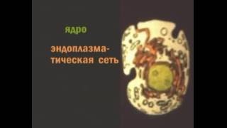 Биосинтез белков, 1969 Биосинтез белков, 1969