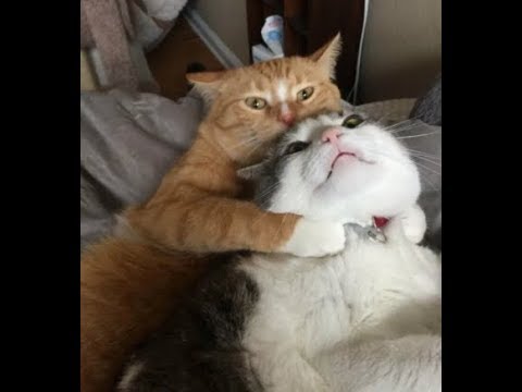 Коты приколы - чудные пушистики