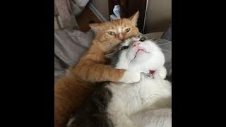 Коты приколы - чудные пушистики Коты приколы - чудные пушистики