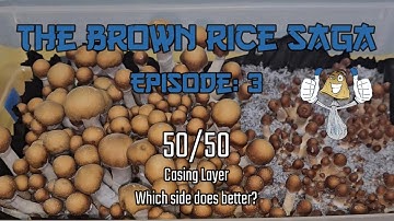 The Brown Rice Saga Episode:3 | 50/50 Casing Layer Experiment | To Case Or Not To Case