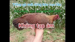 Tiếng gà mái rừng cục tác gọi trống cực chuẩn , cực nhậy mới nhất 2025