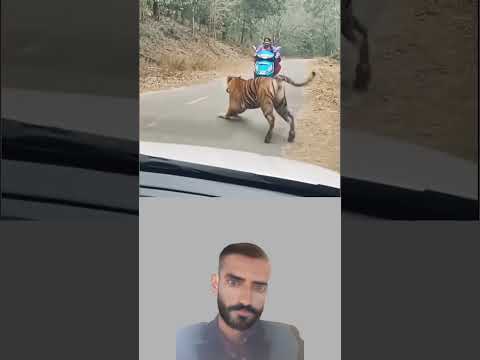 اندفع النمر نحو المرأة وهي على دراجتها لكن ها توقفت بثبات وكأنها تواجه الريح لا الوحش 