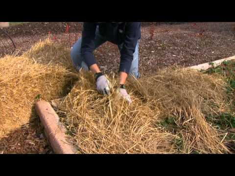 Video: Mulching Garden Strawberries