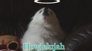 Howlelujah  Gabe the holy dog