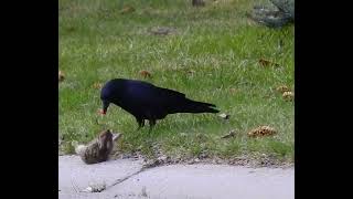 Crow hunt baby rabbit Wealth