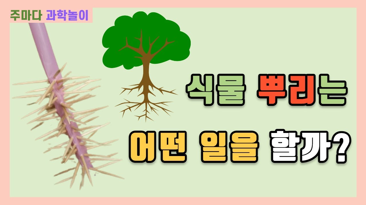 [유노쌤 과학놀이] 7. 식물 뿌리는 어떤 일을 할까? - YouTube