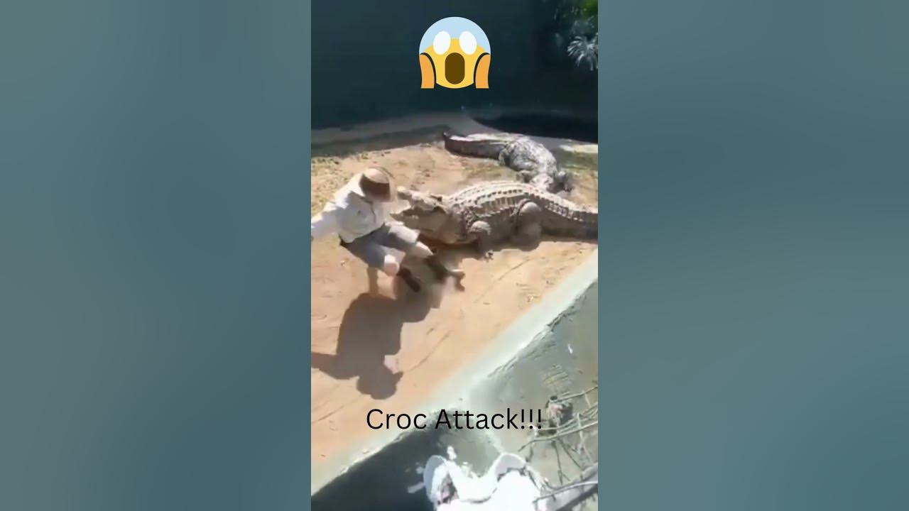 Crocodile Attack! - YouTube