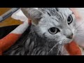 お風呂がどんなに嫌だったか母ちゃんに説明しだした猫 -Cat Complaining To Me After Bathing