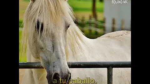 ¿Por qué los caballos no pueden comer patatas?