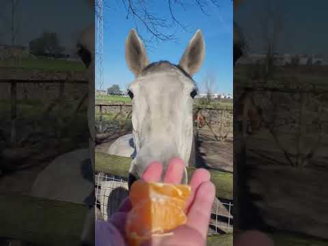 Can horses eat tangerines? Why, yes. Yes, they can!