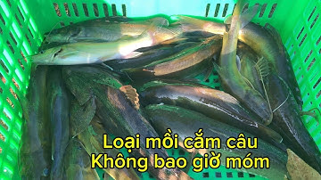 Chia sẽ cách cắm câu cá lăng và loại mồi nhậm nhất