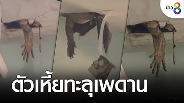 สาวช็อก! เจอตัวเหี้ยทะลุเพดาน | ข่าวช่อง8 | 2 ก.ย. 65