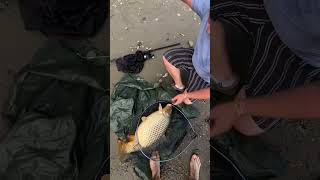 Трофейний дикий короп з річки Дунай #brainfishing