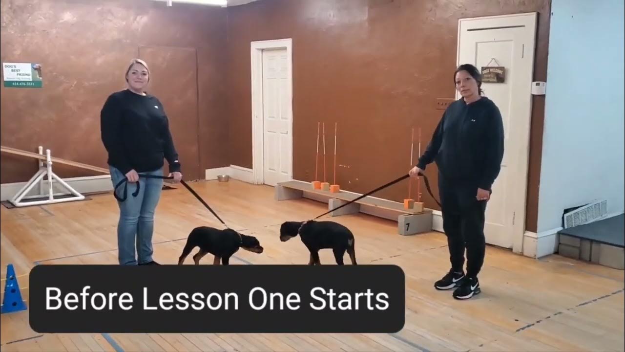 Puppy Training YouTube