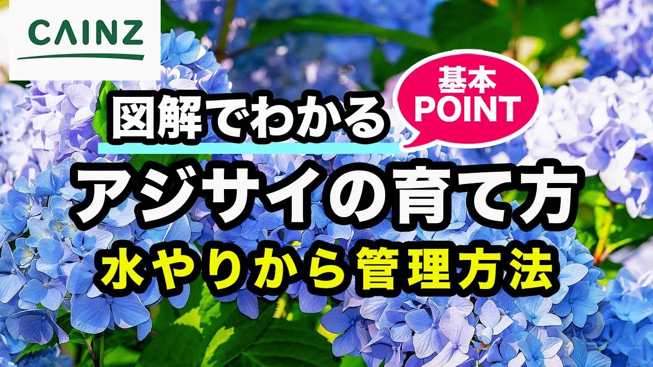 アジサイの育て方とは 肥料の与え方や水やりのコツ 剪定するタイミングなどについて解説 カインズ花図鑑 となりのカインズさん