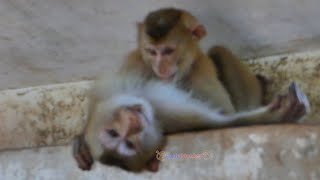 Aww! Monkey Angela disturbs Sheba's napping by She tries getting Sheba's milk as like she di