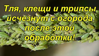 Забудьте про тлю, паутинного клеща и трипсов! Совершенно безвредный и надёжный способ!