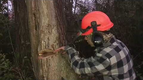 Cutting down a tree with a come-a-long and chainsaw