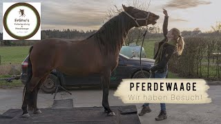 Pferdewaage | Wer rät richtig Das hätte ich NICHT gedacht | Lina