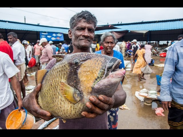 FISH MARKET | FISH WHOLESALERS IN CRAWFORD MARKET | Nashik | INDIA street food | STREET FOOD