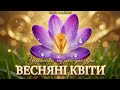 Весняні Квіти Шафран Душі УкраїнськаМузика UkrainianSong 