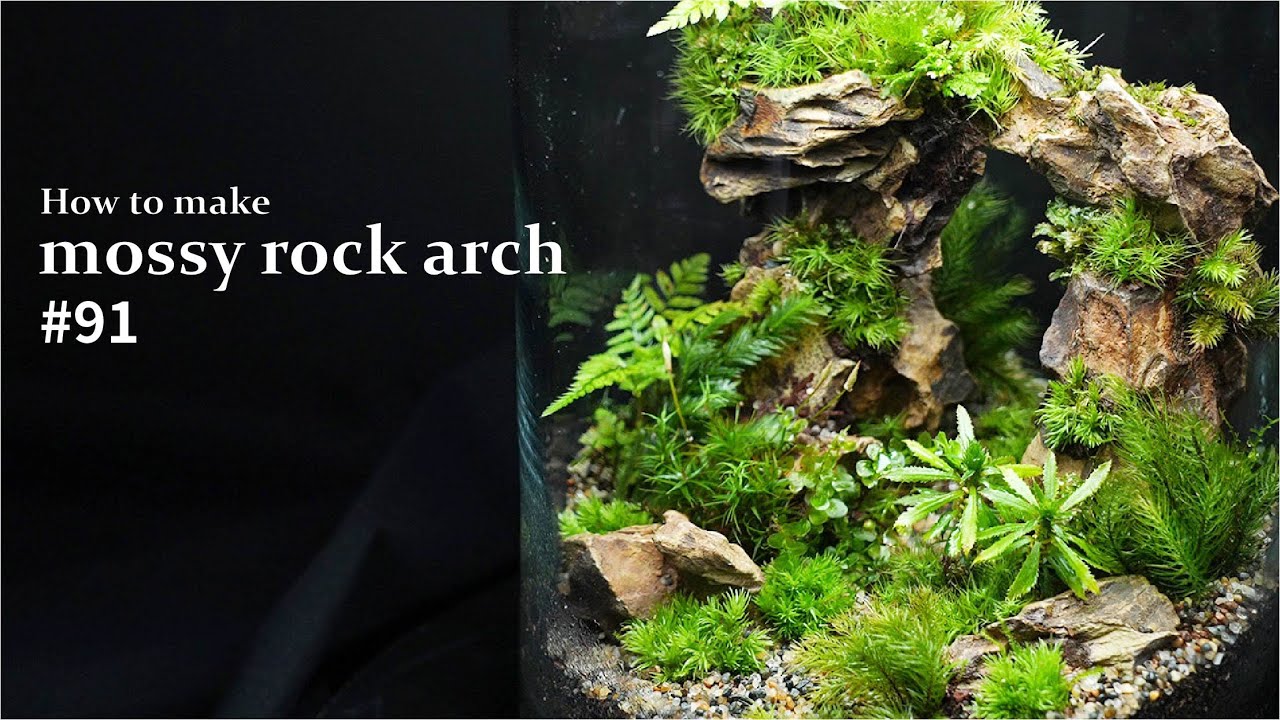 風の谷のナウシカの苔テラリウム 王蟲の住む腐海の森 ジブリウム Make A Moss Terrarium Nausicaa Of The Valley Of The Wind 51 Youtube
