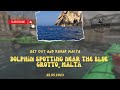 Wild Dolphins in Malta | Blue Grotto Kayak Encounter