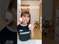 ピットブルのレイにバレずにゆで卵食べれる？！【ピットブル】#shorts
