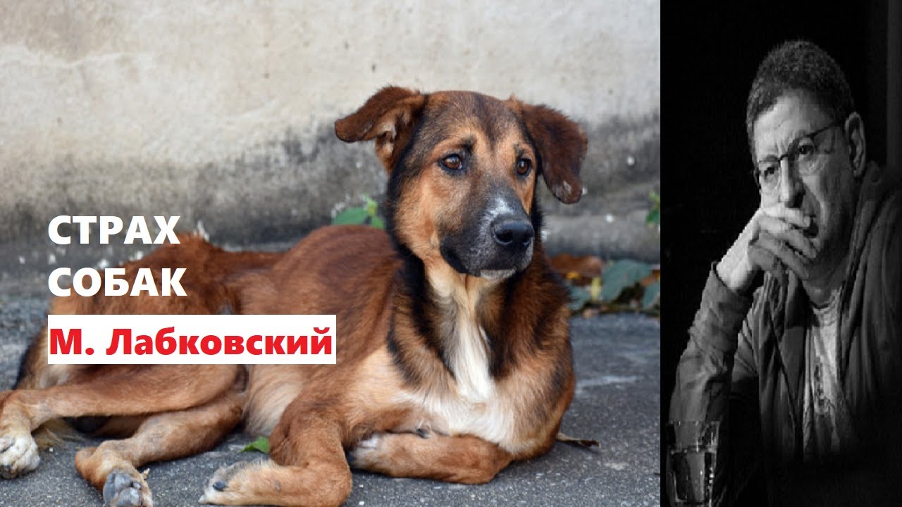 боязнь звуков у собак