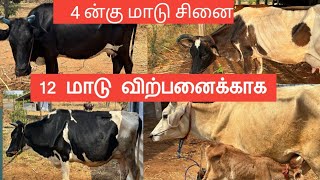 12 ன்டு மாடு விற்பனைக்காக  சினை மாடு 4 ன்குமாடு சினை||#radhakrishnanfarms