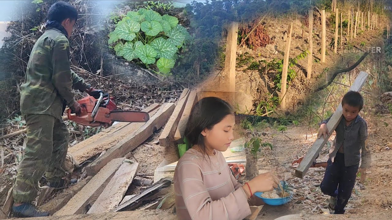 Saws ntxov mus kwv ncej laj kab thiab cog ncej 23/2/2026