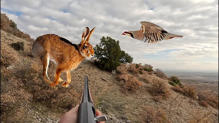 TAVŞAN ve KEKLİK AVI YENİ SEZON, Jet gibi giden keklik ve tavşana güzel atışlar oldu, Hare hunting.