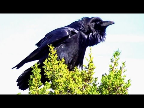 raven large