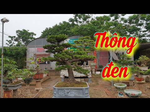 Video SH.4999. Cây Thông đen Nhật Bản chơi cao cấp với giá... - youtube