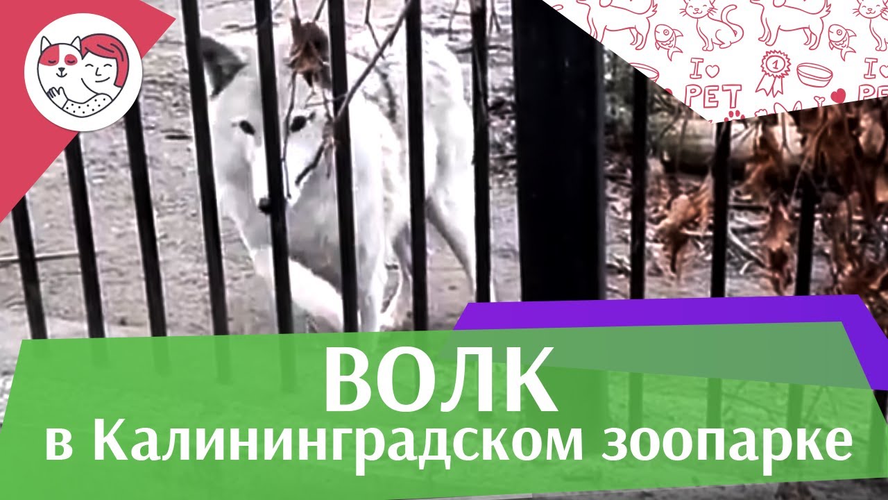 питомцы кукол лол Волк в Калининградском зоопарке на ilikepet
