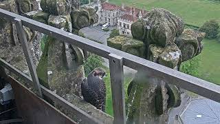 Young peregrine falcon is rescued after attempting to fly off Cathedral tower