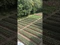 green fields