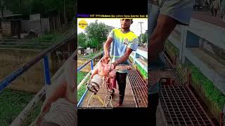 Why Fishermen Use Chicken As Bait