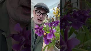 #shorts Autumn flowering orchids!  #orchid #orchids #orchidcare