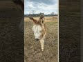 My Donkey Jackie