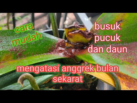 Video: Haruskah saya memotong daun yang sekarat?