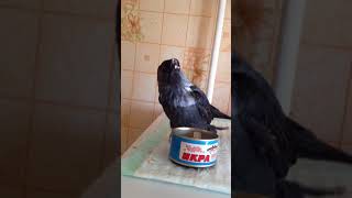 Галка по имени Глюня . Галка по имени Глюня .