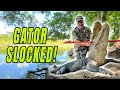 Turning Hogs Into Bait &amp; Spearing Gators in the Everglades!